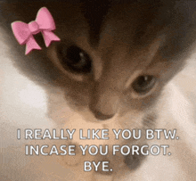 a cat with a pink bow on its head says i really like you btw