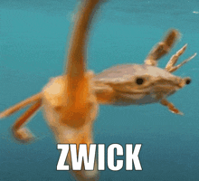 Zwick Zwack Crab GIF - Zwick Zwack Zwick Zwack GIFs