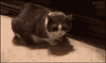 Cat Stolen GIF - Cat Stolen GIFs