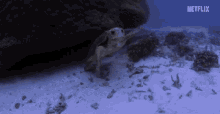 Turtle Sea GIF - Turtle Sea Swim GIFs