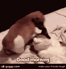 Good Morning Puppy GIF - Good Morning Puppy Cat GIFs