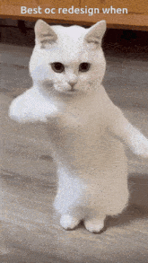 a white cat standing on its hind legs with the words best oc redesign when below it