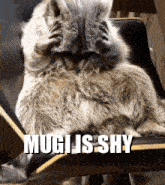 Mugi Raccoon GIF - Mugi Raccoon GIFs