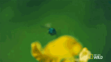 Hovering An Orchids Trap GIF - Hovering An Orchids Trap Wings Of Life GIFs