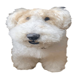 Borotan Japanese Sticker - Borotan Japanese Dog Stickers