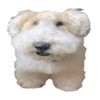 Borotan Japanese Sticker - Borotan Japanese Dog Stickers