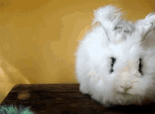 Cute Animals Bunny GIF - Cute Animals Bunny Critters GIFs