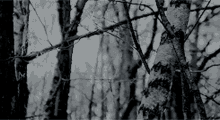 Aesthetic Forest GIF - Aesthetic Forest GIFs