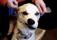 Doggo Pupper GIF - Doggo Pupper Dog Scratch GIFs