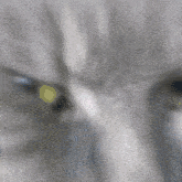 a blurry picture of a gray cat 's face with a yellow eye