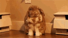Not Funny Sarcasm GIF - Not Funny Sarcasm Rabbit GIFs