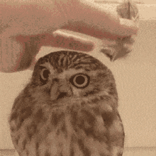 Animal Owl GIF - Animal Owl Cute GIFs