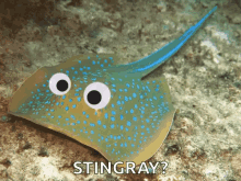 fish stingray dizzy