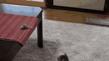 Slippery Table GIF - Kitten Cat Slip GIFs