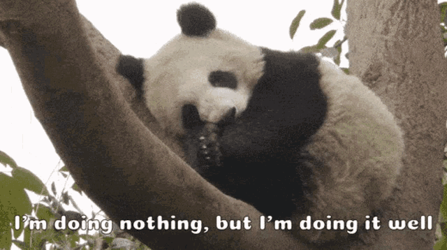 panda-sleeping-doing-nothing-doing-it-well.gif