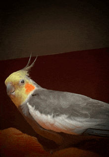 Tweety Bird GIF - Tweety Bird GIFs