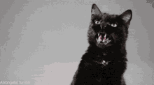 Cat Fight GIF - Cat Fight Angry GIFs
