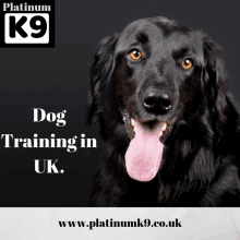 Dog Training Uk Trained Puppies For Sale GIF - Dog Training Uk Trained Puppies For Sale GIFs
