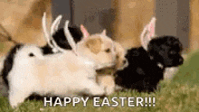 Dogs Easter GIF - Dogs Easter Cute GIFs