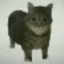 Cat Spin 144p GIF - Cat Spin Cat 144p GIFs