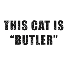 This Cat Is Butler Butler Cat GIF - This Cat Is Butler Butler Cat Penelope Butler Cat GIFs