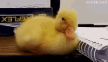 Ducky Sleepy GIF