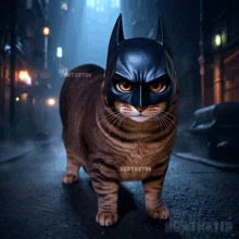a cat wearing a batman mask is standing on a street