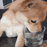 Drink Drinking GIF - Drink Drinking Licking GIFs