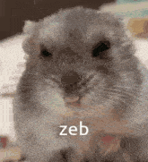 a close up of a hamster with the word zeb written on it 's face .