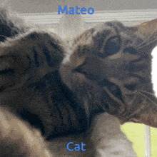 Mateo Cat GIF - Mateo Cat Mateo Cat GIFs