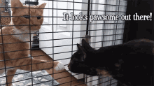 It Looks Pawsome Out There Bond GIF - It Looks Pawsome Out There Bond Zig Zag GIFs