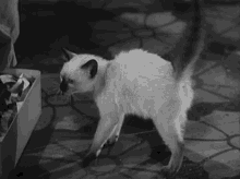 Cat Angry GIF - Cat Angry Pussy GIFs