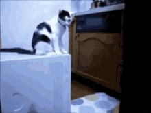 Cat Trolling GIF - Cats Trolls Trolling GIFs