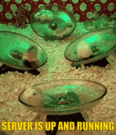 a bunch of hamsters are playing in a glass bowl with the words server is up and running below them