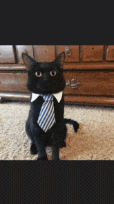 a black cat wearing a blue and white striped tie and collar