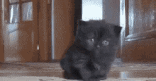 a black kitten is sitting on a carpet on the floor .