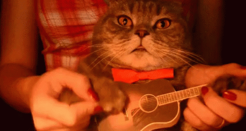 some parents save for their kid's college, mine save for bail money Cat-ukulele