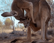 Kangaroo Lick GIF - Kangaroo Lick Love GIFs