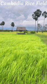 a picture of a rice field in cambodia with palm trees in the background