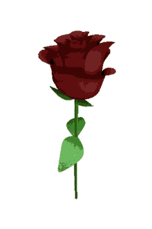 neked hoztam rose flower spinning red rose