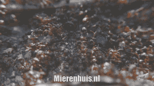 Mier Mieren GIF - Mier Mieren Mierenhuis GIFs