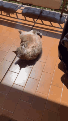 Croquette Cat GIF - Croquette Cat GIFs