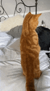 Cat Silly GIF - Cat Silly Orange GIFs