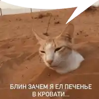 a cat is buried in the sand with a speech bubble above it in russian