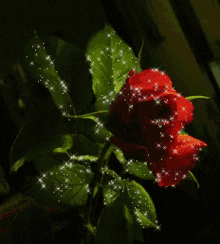 Rose Flowers GIF - Rose Flowers Sparkle GIFs