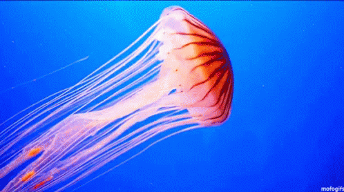 Best Marine Animals - Jellyfish