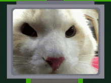 Cat Sniff GIF - Cat Sniff Sniffing Camera GIFs