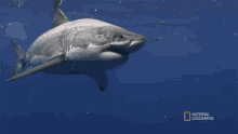 Looking For Food Most Wanted Sharks GIF