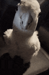 a close up of a white parrot with a black eye