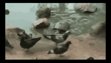 Turtle Pigeon GIF - Turtle Pigeon Turtle Grabs Bird GIFs